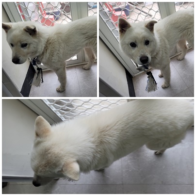 논산시 동물보호센터_444454202400289